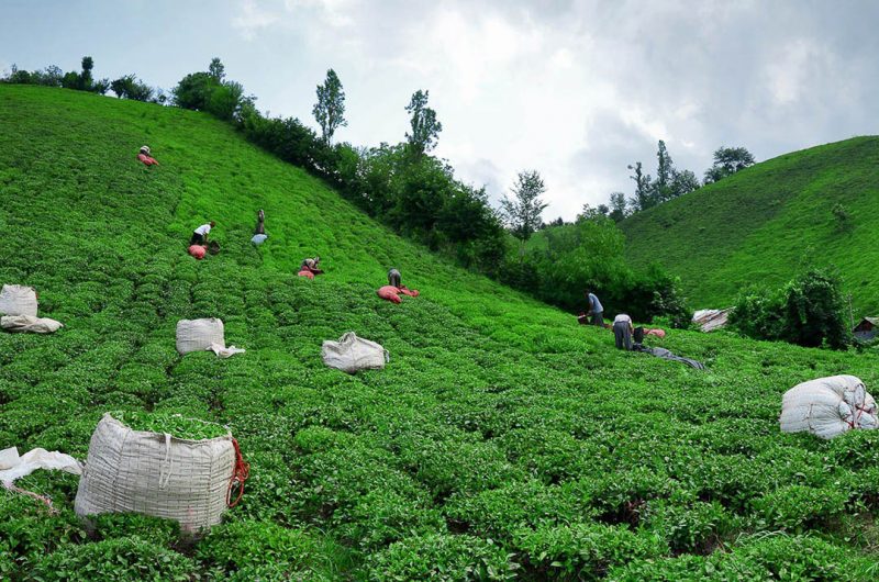 استیک با سس چای سیاه ساوا