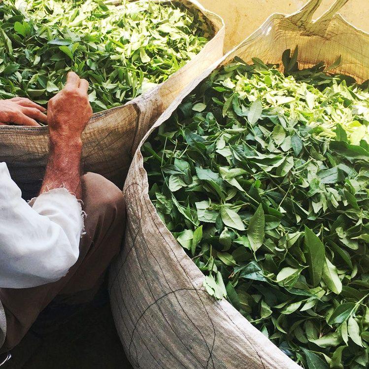خرید بهترین چای ایرانی